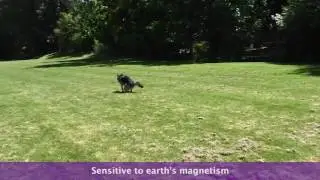 Why Does My Dog Circle Before Peeing or Pooping