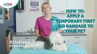 How To Apply A Temporary First Aid Bandage To Your Pet: PDSA Petwise Pet Health Hub