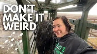 Semen testing the big boys -- aka the bulls | Day in the life of a 27 year old farmer