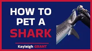 Shark Diver Kayleigh Grant on how to pet a shark.