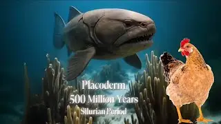 The Evolution of Chicken - The Evolution of Animals part 1