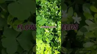 FLOWERING WEEDS