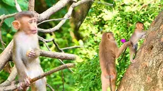Good Mom...Monkey SABE takes care of her baby monkey SADA even now he is bigger.
