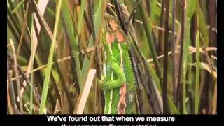 Cape Dwarf Chameleon