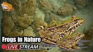 🔴 LIVE: Inside a Real Frog Farm |  Farm Life 24.7 (comeback)