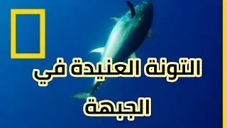 صيد سمكة التونة العنيدة من الحجم الكبير في الجبهة 🇲🇦 Jebha