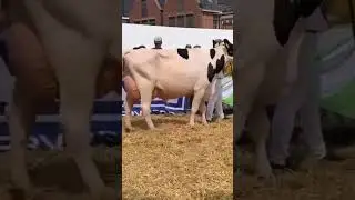 White milk queen #cow #dairyfarm #farming #milk #farm #animal #animals