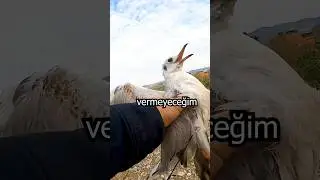 Oltayla Martı Yakaladım / Kıyı At &Ccedil;ek LRF Balık Avı