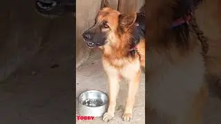 big dog barking sound angry dog bark sound #viral #germanshepherd #dogsound #dogvideos #shorts