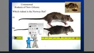 Rodent Management in City Environments with Claudia Riegel