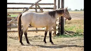 Pecos 2022 Buckskin Roan Gelding Consigned to Bowman Livestock Horse Sale October 1, 2025