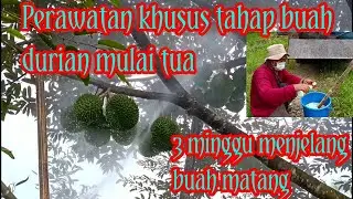 Buah durian ochee & d14 mulai tua..!!! harus extra perawatan nya