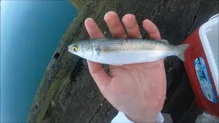 NZ Basic Fishing | Wharf | Awesome Yellow-Eyed Mullet frenzy