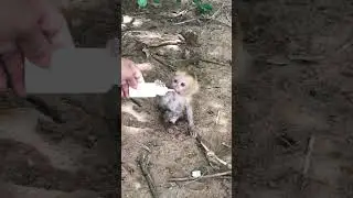 The pitiful baby monkey lost its mother #shorts