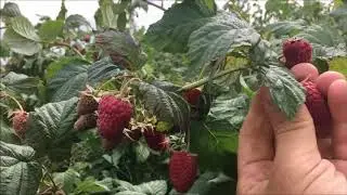 Ремонтантная малина в питомнике Школьный сад