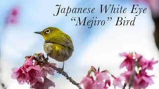 Japanese White Eye 