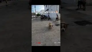 Dog Bites And Attack The Drone Funny #foryou #shorts #funny #funnyshorts #youtubeshorts #viralshorts