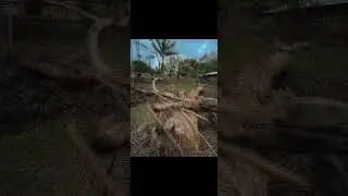 NATURE PHOTOGRAPHY__WAIT FOR RESULT../#lightroom #picsart /Editing #nature