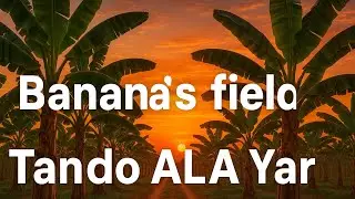 Banana Field in Sunset view. Banana garden @BananaD. @MdShami11
