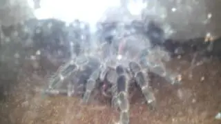 All Tarantula Species Eats Earthworms Part 2