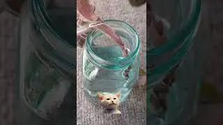 Grow this plant in water and you will love it's hairy leaves