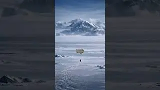 The Real Story of The Nihilist Penguin 🐧