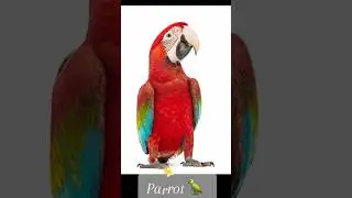 Birds names #kidsvideo #kidslearning #educationforkids #shortvideo #birdname