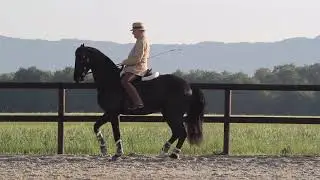 A Look over the fence as Philippe Karl Schools Piaffe