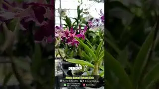 Mini Latree Siap Pinang Ya Kakkkk.... #orchid #anggrekjogja #anggrek #anggrekmini