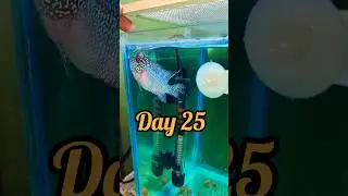 flowerhorn grooming in 25days#monsterfish #flowerhorn #fish #alligator #shorts #content #animals#1m#