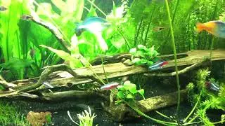 Showing my 'perfect' community tank