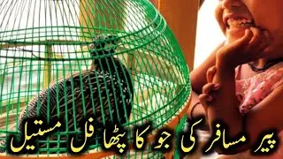 Pire Musafir ki Joo Ka Ful Mastail Kala Teetar Ka Patha🌱💕🔥 | High quality black pheasant chick