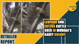 Leopard cub enters cattle shed in Mumbai's aarey colony [DETAILED REPORT].
