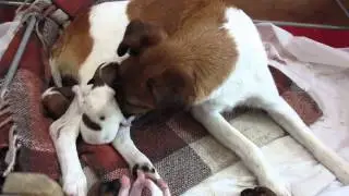 Gemma and her Smooth Fox Terrier puppies