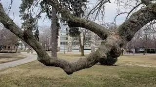 Our Beloved Cucumber Magnolia - Decatur, Illinois