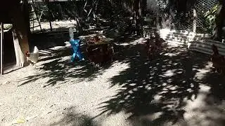 granja ROBVAL novo lugal, preparando mais uma baia