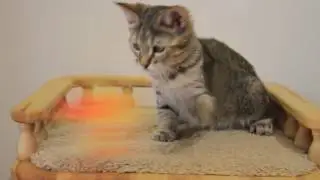 девочка Санабель PIXIEHOUSE. Доступна.