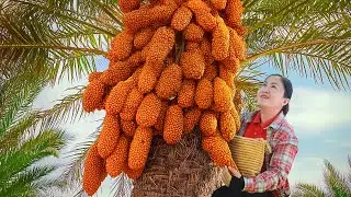 Harvesting Gooseberry Fruit & Go to Market Sell - Sweet and Sour | The Secret Recipe of Single Woman
