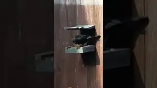 Blackbird Loves Our Fence Feeder #shorts