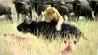 A Pride of Lions