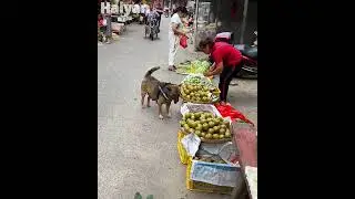 The high IQ dog stole a pear🍐