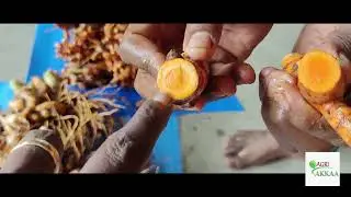 Bumper harvest of Black/ lakadong turmeric/ mango ginger/ கரு மஞ்சள்/லகடான் மஞ்சள் /மா இஞ்சி அறுவடை