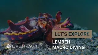 Explore Lembeh's Macro Diving