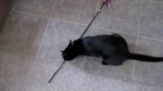Mozart my cat twirls stick