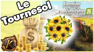 Le Tournesol: Comment gagné beaucoup d'argent avec? Comment ca fonctionne,  Guide de cultures