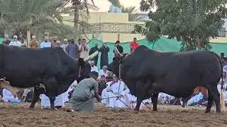 الشبابي ومصيح حائط إتحاد بركاء