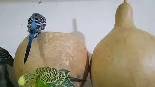 Nueva integrante una compañera para azulito 🐦#periquitosaustralianos #aves 