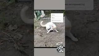 Cat making her Husky *PROUD*