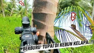 BERBURU TUPAI TERBARU‼️SPOT TERBARU..