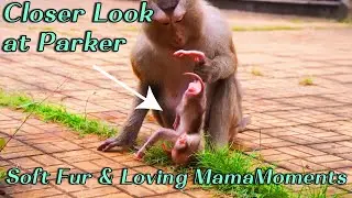 Adorable Baby Monkey Parker Up Close  Mama Pinka&rsquo;s Gentle Care and Beautiful Baby Fur